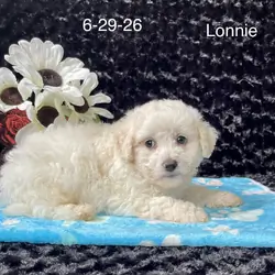 Lonnie the Bichon