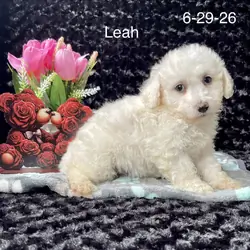 Leah the Bichon