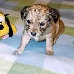 Corgi Chihuahua mix puppies
