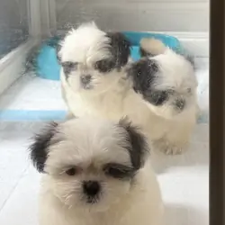 Shitzu puppies