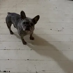 French bulldog