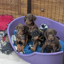 Doberman puppies