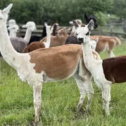 Alpacas male and female