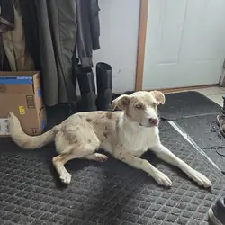9 month old puppy