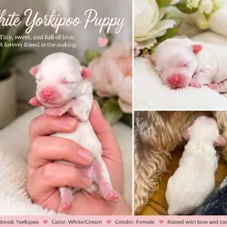 Teacup Yorkie poo