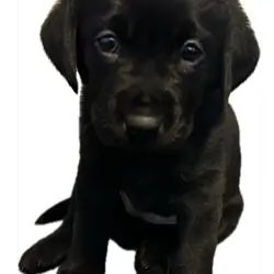 Labrador Retriever Puppies
