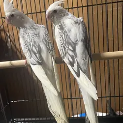white face pearl pied cockatiel