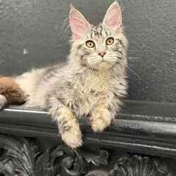 SILVER MAINECOON MALE