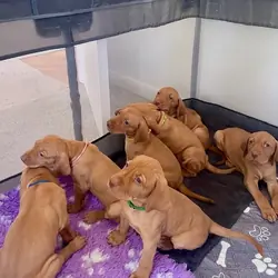 Hungarian vizsla puppies