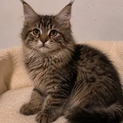 Maine coon kittens