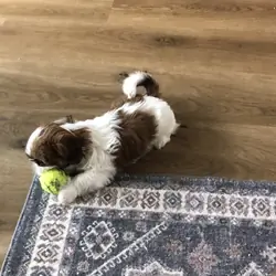 Shih-Tzu