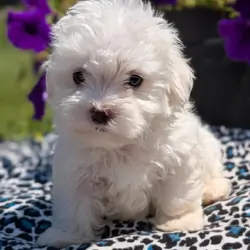 AKC Maltese pups