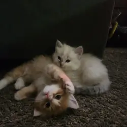 Kitten