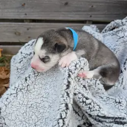 Siberian Husky Puppies