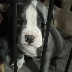 Bully puppies