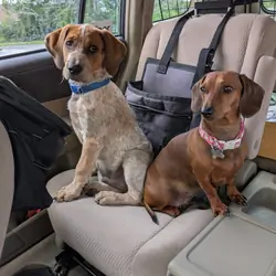 Redtick Coon Hound Mix House Trained Male