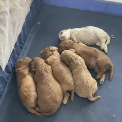 Cavapoo puppies