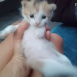 Kittens