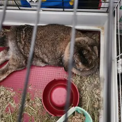 Agouti Holland Lop Bunny Rabbit
