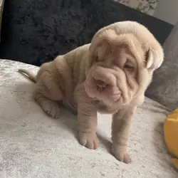 Family Chinese Shar Pei Puppy