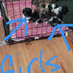 Shihtzu puppies