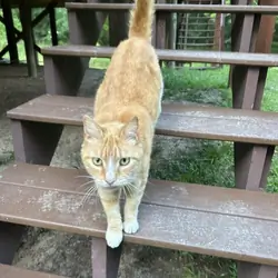 Affectionate Golden Mature Female Cat FREE !