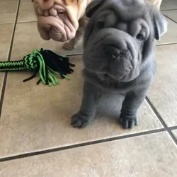 Lovely Chinese Shar-pei Puppies