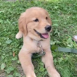 Purebred golden retriever-10 weeks old-fluffy male