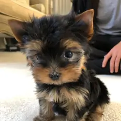 Good Loving Yorkie Puppies