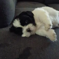 Shih Tzu Puppies Looking home