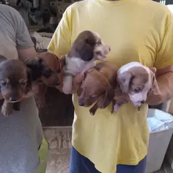 Mini Dachshund puppies