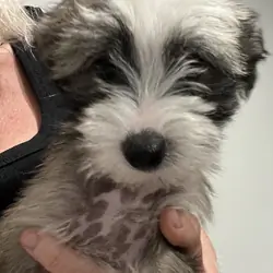 Small Nonshedding puppy