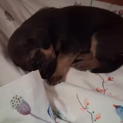 German shepherd/bloodhound pups