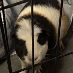2 Guinea Pigs