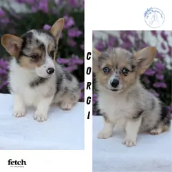 REGISTERED CORGI PUPS