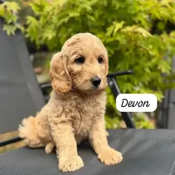 Female Goldendoodle