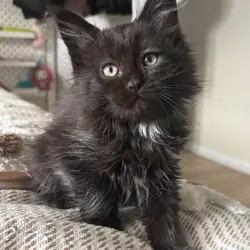 maine coon kittens