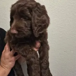 Labradoodle Puppies – 8-9 Weeks Old
