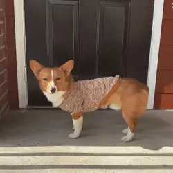 Wonderful, Healthy Male Pembroke Welsh Corgi