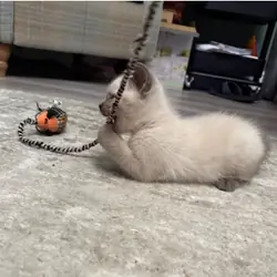 BEAUTIFUL RAGDOLL KITTENShttps://www.pets4homes.co