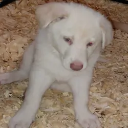 German shepherd puppies family pets