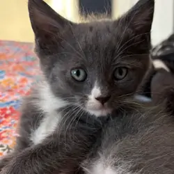 GORGEOUS MAINE COON KITTENS