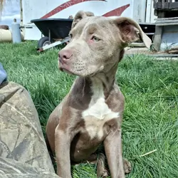 Female pitbull