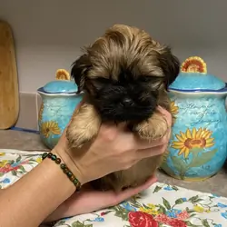 Shih-tzu puppies
