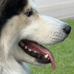 Siberian Husky for Adoption