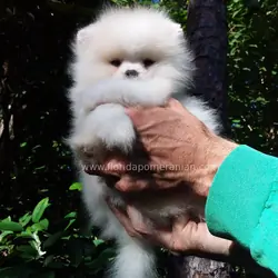 Snow-White Teddy Bear Pomeranianian  Puppy Male