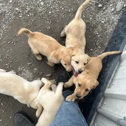 Labrador