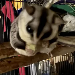 Sugar Gliders