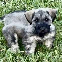 Miniature Schnauzer Puppy