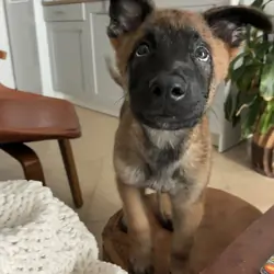 Belgian Malinois puppy